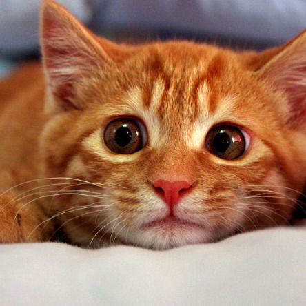 Галина Толкачёва