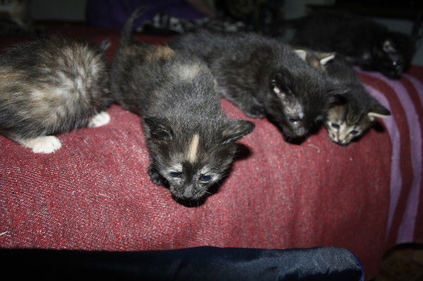 Жарков Данила