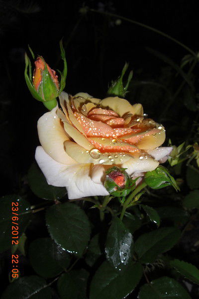 Елена Огневая