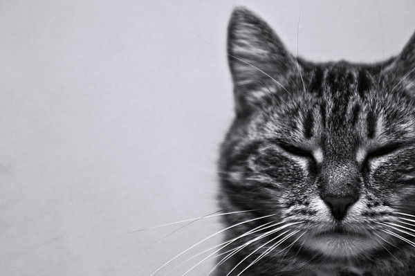 Владимир Попык