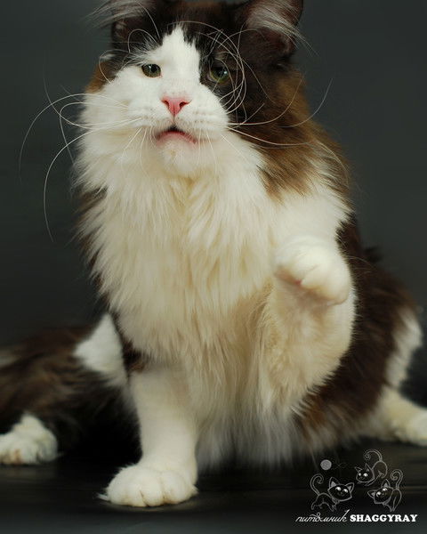 Светлана Антонова