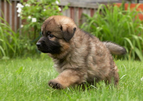 Елена Никоненко