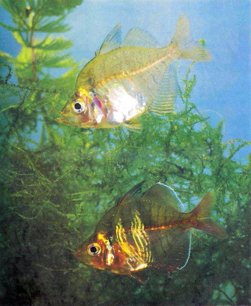 Ольга Валерьевна