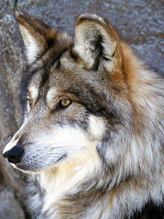 Владимир Крахмалев