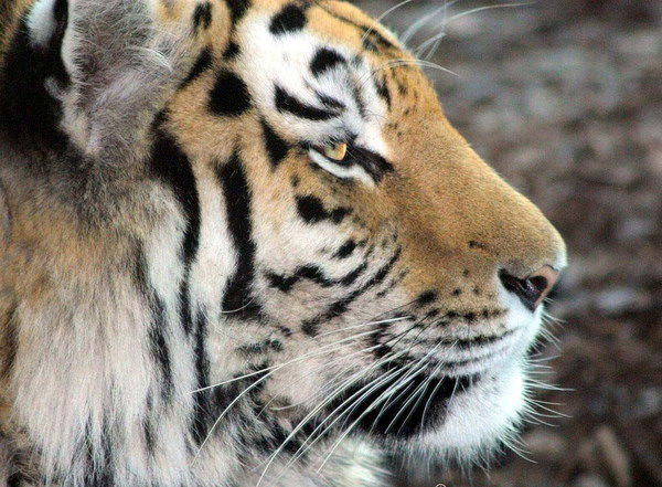 Алмаз Саяров