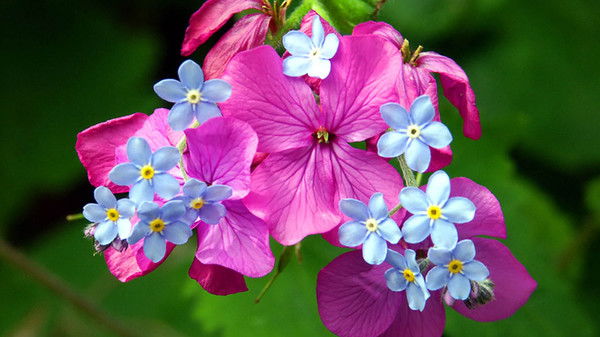 Кристина Вергаева