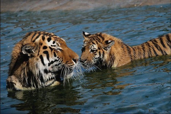Елена ****************