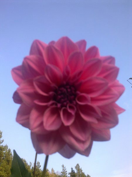 Юлия Ковалевская