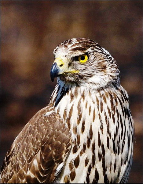 Вячеслав Квашин