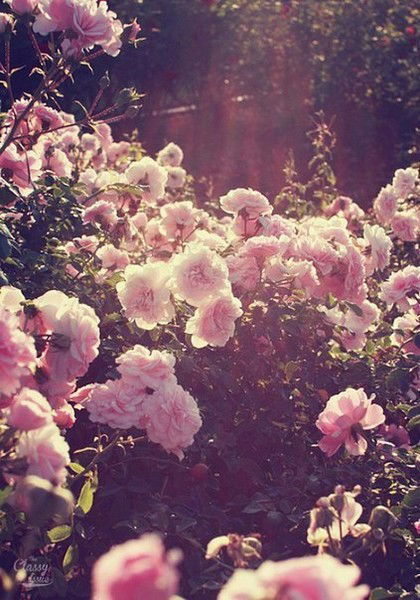 Твшник Журналист