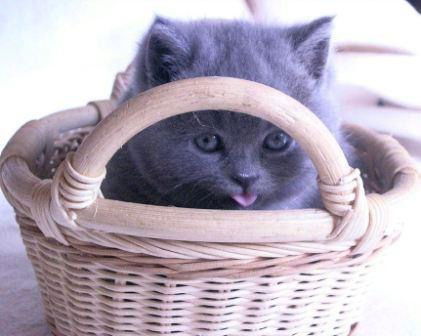 Ирина Гулякова