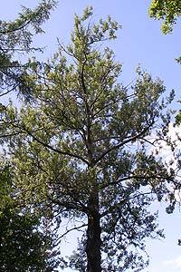 Людмила Сафронова