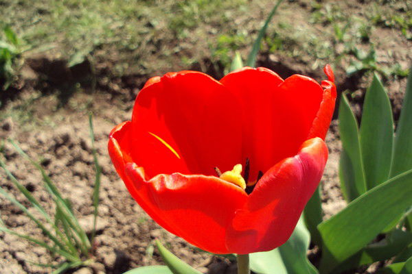 Елена Меркулова