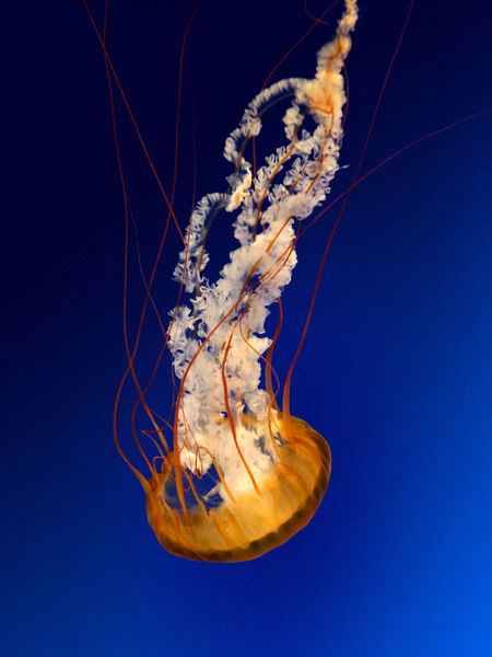 Людмила Зык