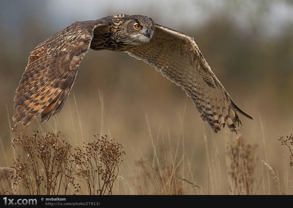 Илья Селиванов