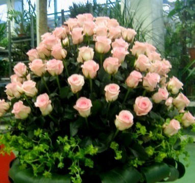 Кристина Сесиль