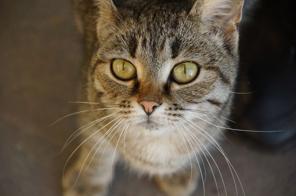 Диман Ваганов