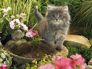 Ирина Фещак