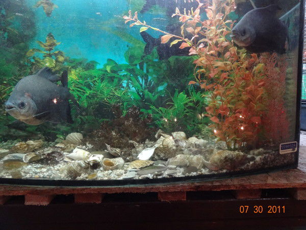 Наталья Карпова