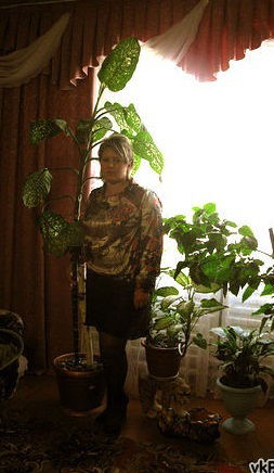 Елена Плюта