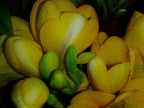 Наталья Маценко