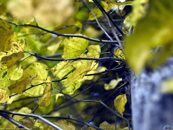 Светлана Егорова