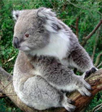 Виталий Галайда