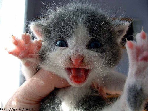 Светлана Ткач