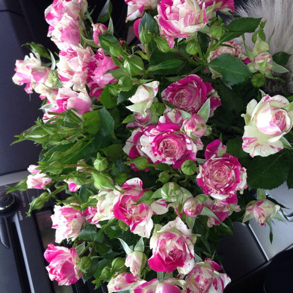 Ирина Пушкарева