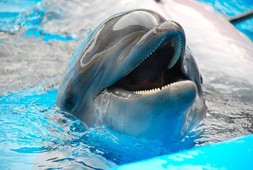 Евгения Ольхонова