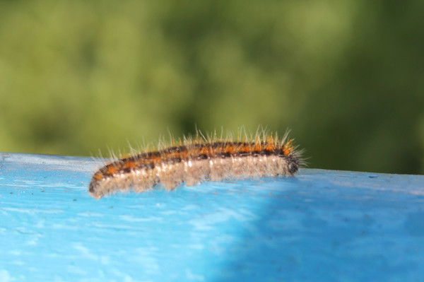 Ульяна Бархатова