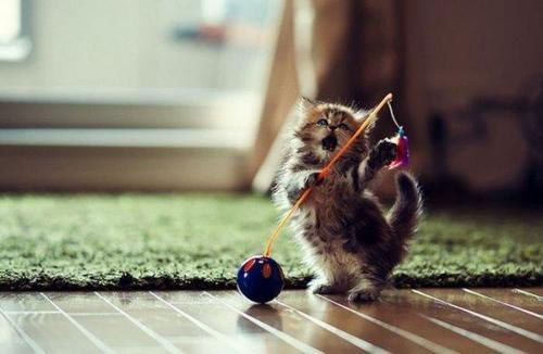 Талгатова Талшын (**жанымка**)