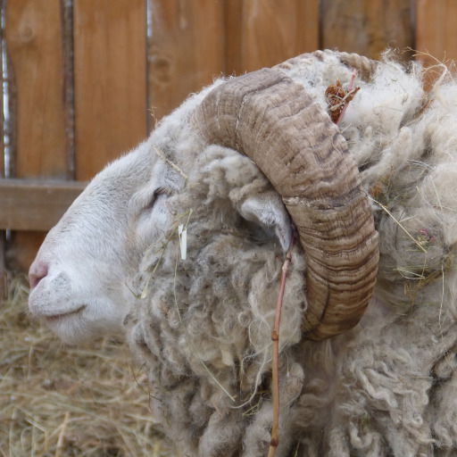 Виталий Чернышов