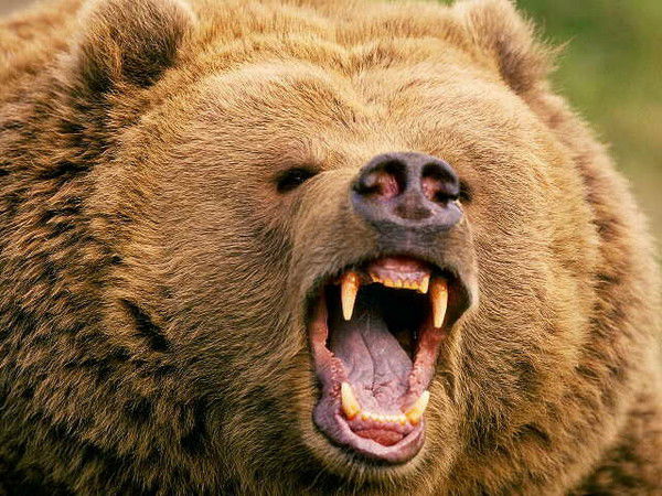 Николай Гриневич