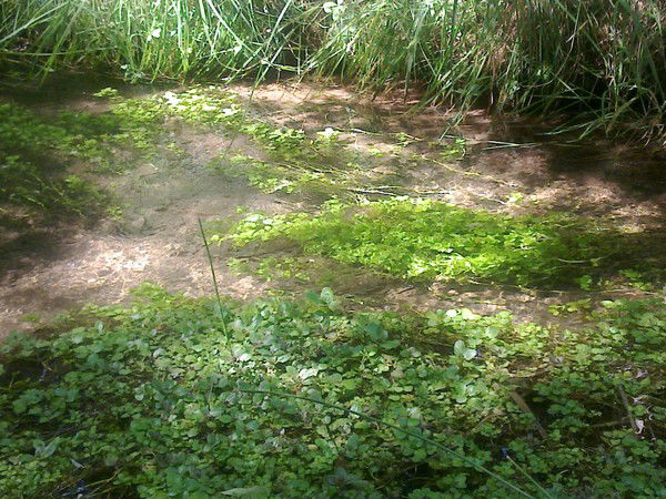 Ол Емес Ия-Ия