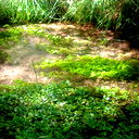 Ол Емес Ия-Ия