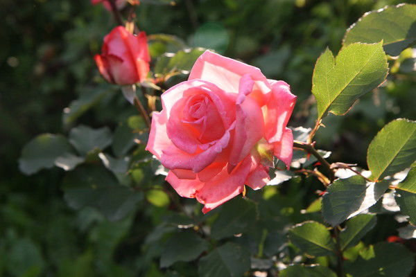 Анюта Глотина