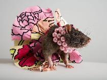 Елена Никонова