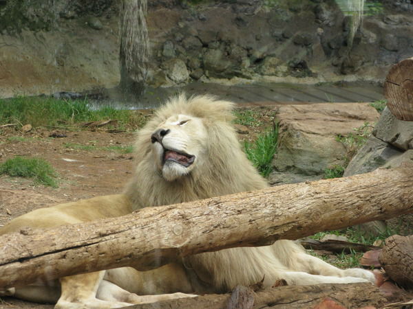 Евгений Котляр