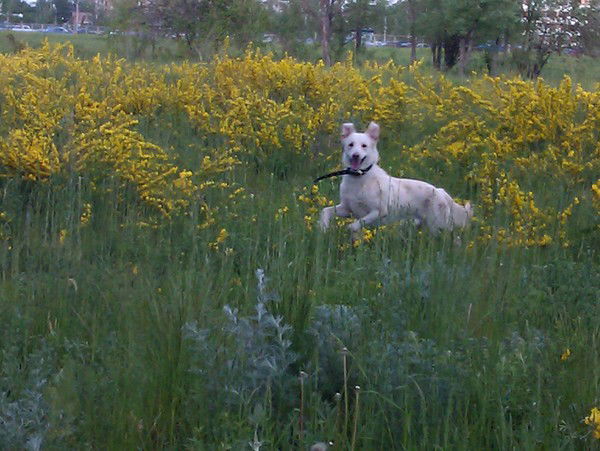 Шебатнёва Даша