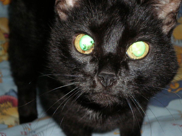 Елена Кондратьева