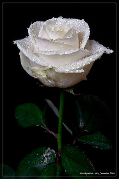 Алмагул Калиева