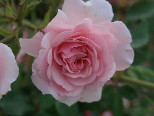 Лариса Бельтюкова