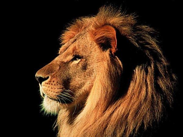 The King Of Lions