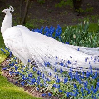 Камиля Асаналиева