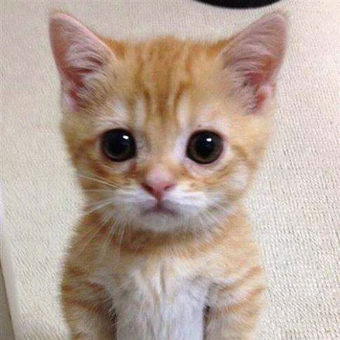 Сергей Ефремов