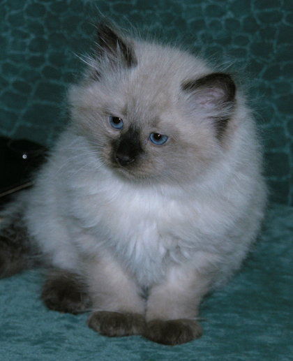 Валерий Парыгин