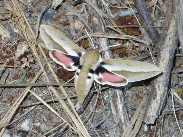 Ольга Фомина-Семенова