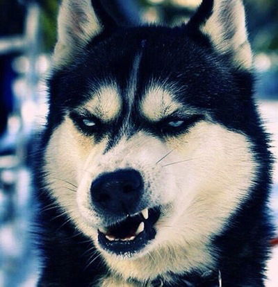 Даниил Кажанов