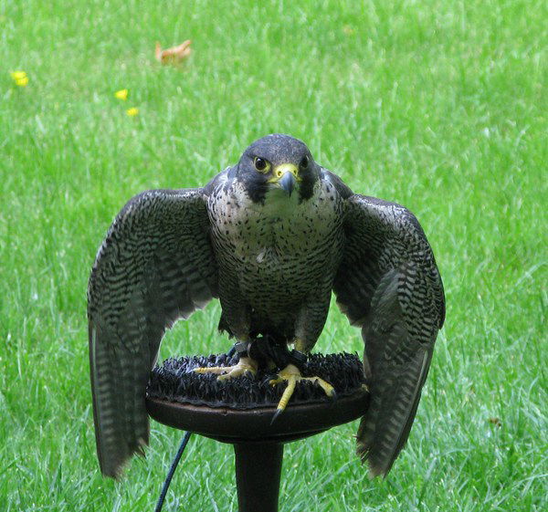 Игорь Конкин